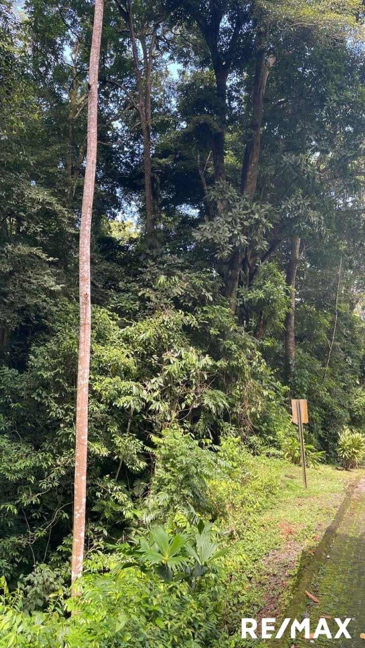 Costa Montaña Nature Lot, photo 4