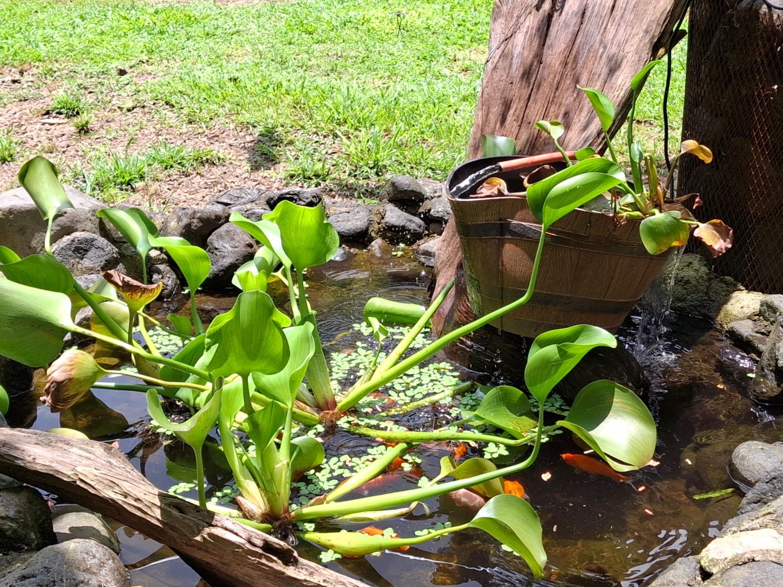 Turnkey Eco-Retreat With River Access and Guest Houses for Sale in Bijagual, Costa Rica, photo 8