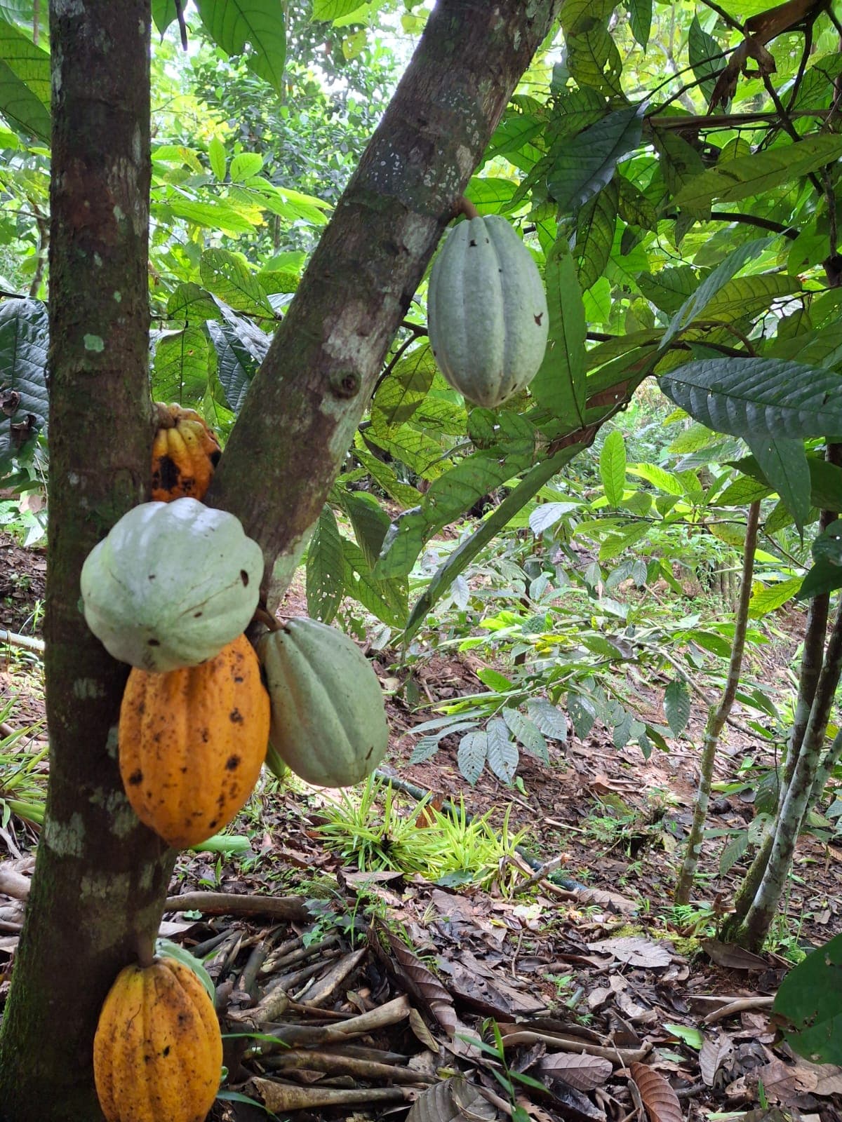 Turnkey Eco-Retreat With River Access and Guest Houses for Sale in Bijagual, Costa Rica, photo 4