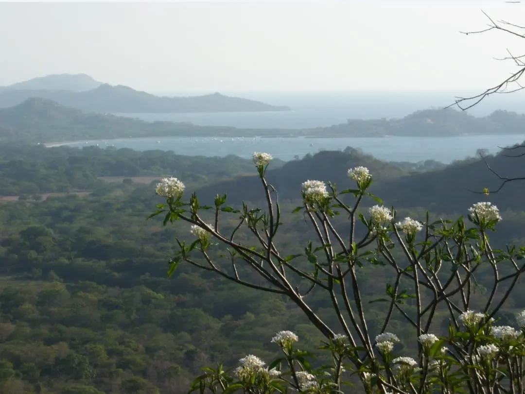 Numu on the Monkey Trail | 46.5-Acre Development Site Near Flamingo, Costa Rica, photo 5