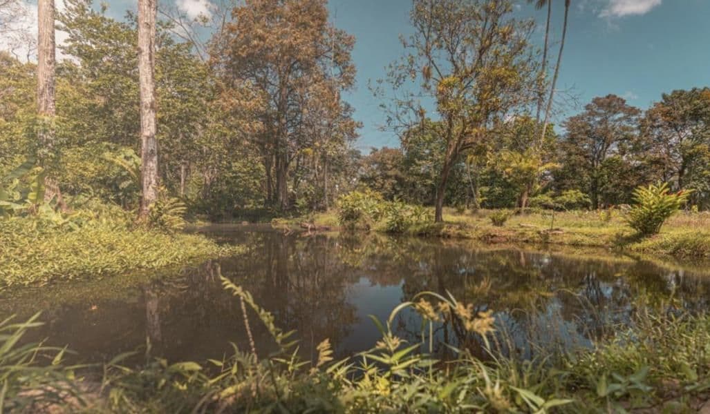 Huge 6 acre Property in San Carlos, perfect for Farm or Project, REDUCED PRICE!, photo 8