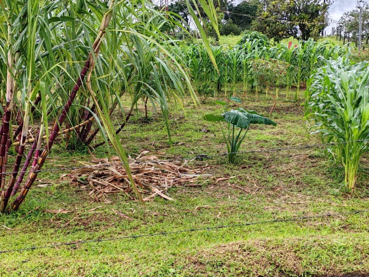 Beautiful Property for Sale in San Miguel de Bijagua, Upala, Alajuela, Costa Rica, photo 24