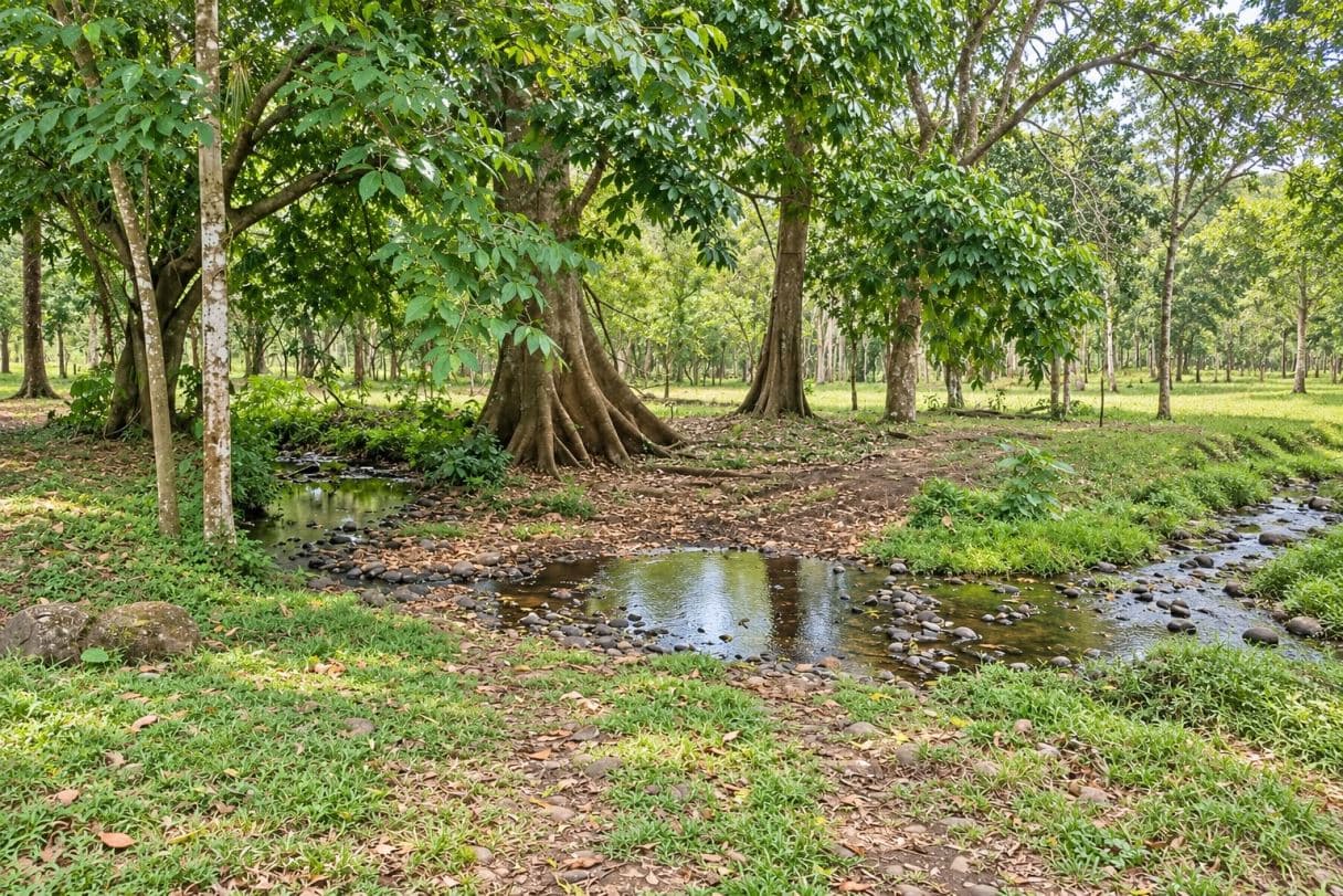 33 Acres of Pristine Costa Rica Farm in Upala w Infrastructure, photo 5