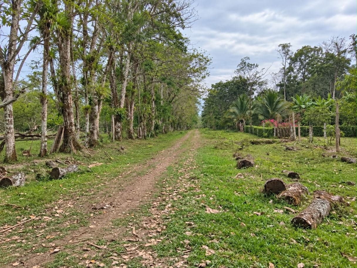 33 Acres of Pristine Costa Rica Farm in Upala w Infrastructure, photo 7