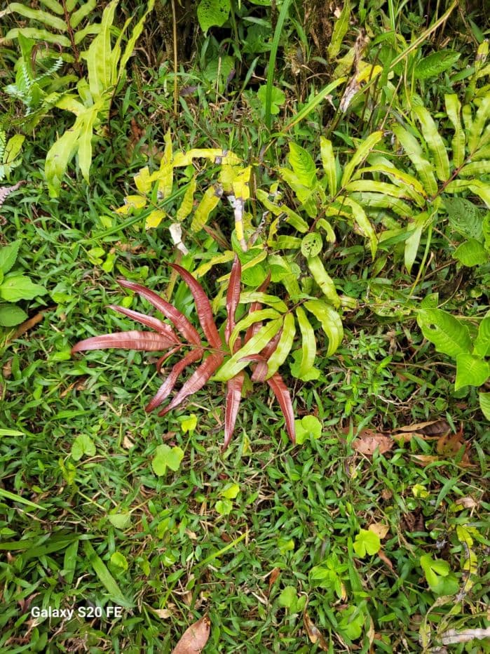 217 Acres BARGAIN PRICE near Lake Arenal, Guanacaste Costa Rica for Sale, photo 15