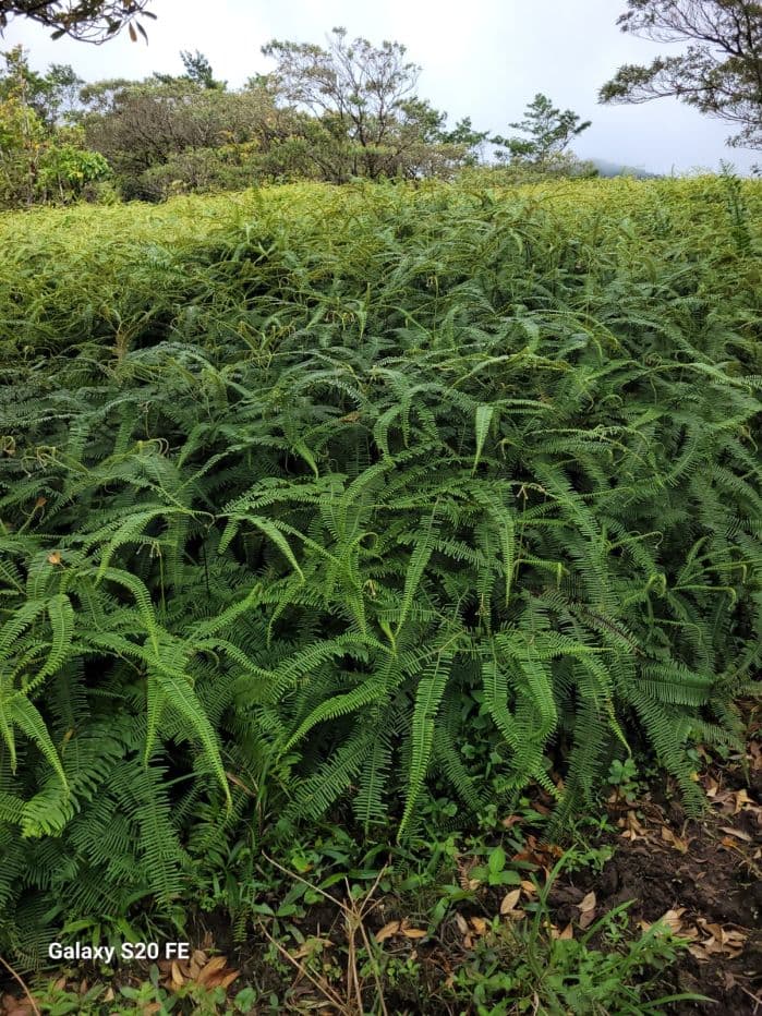 217 Acres BARGAIN PRICE near Lake Arenal, Guanacaste Costa Rica for Sale, photo 5