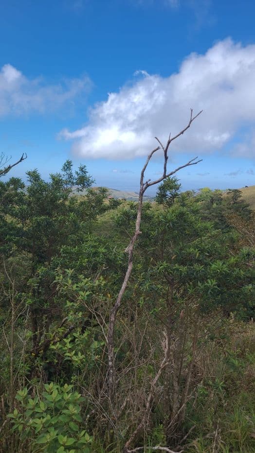 217 Acres BARGAIN PRICE near Lake Arenal, Guanacaste Costa Rica for Sale, photo 10