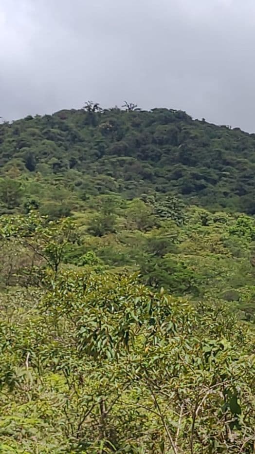 217 Acres BARGAIN PRICE near Lake Arenal, Guanacaste Costa Rica for Sale, photo 18