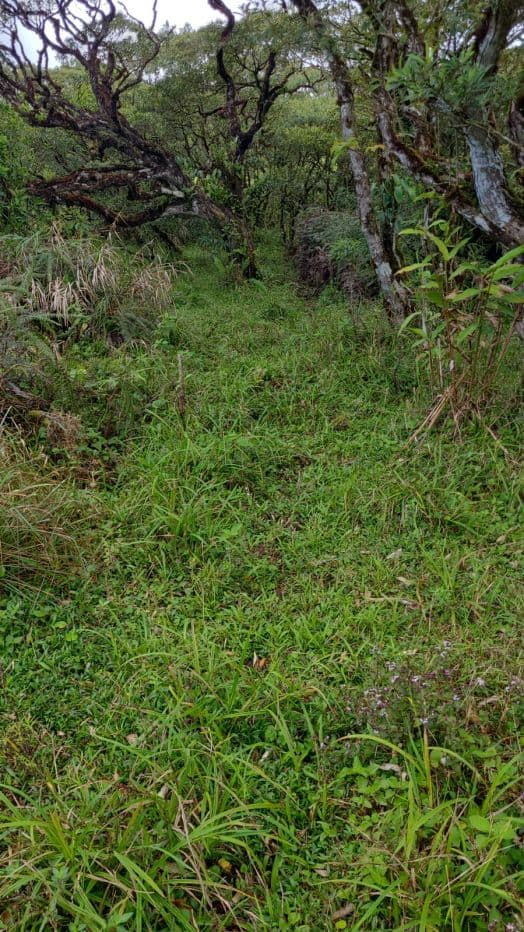 217 Acres BARGAIN PRICE near Lake Arenal, Guanacaste Costa Rica for Sale, photo 6