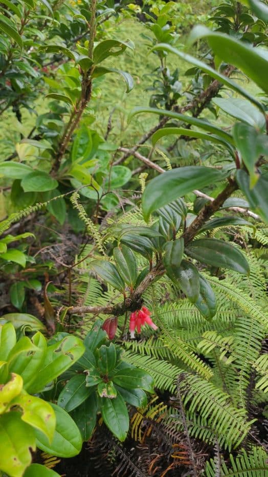 217 Acres BARGAIN PRICE near Lake Arenal, Guanacaste Costa Rica for Sale, photo 16