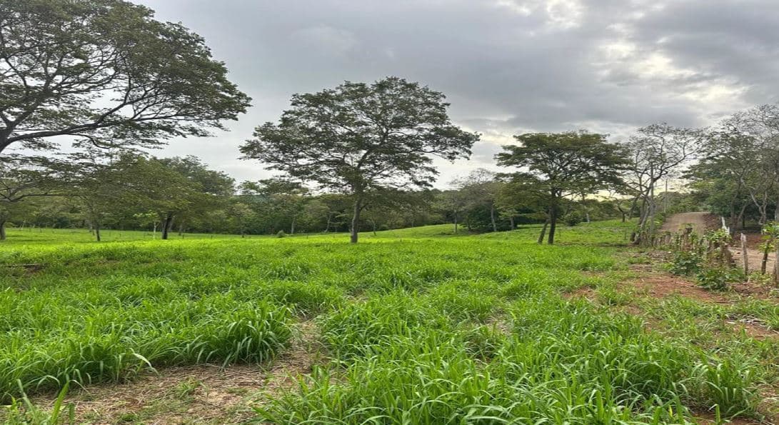 Quinta del Llano de Cañas – Nature, Investment, and Development in Cañas, Guanacaste, photo 11