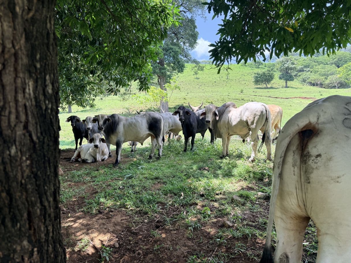 166-Hectare Cattle Ranch with Abundant Water and Complete Infrastructure in Cañas, Guanacaste – Investment Opportunity, photo 7