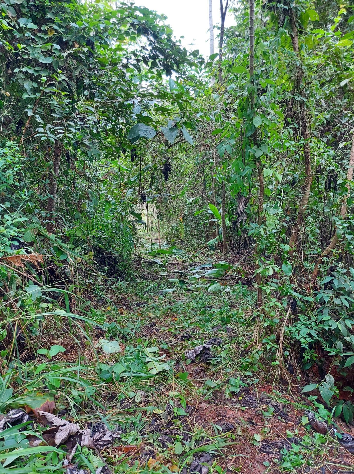 Large mountain and valley view lot, photo 3