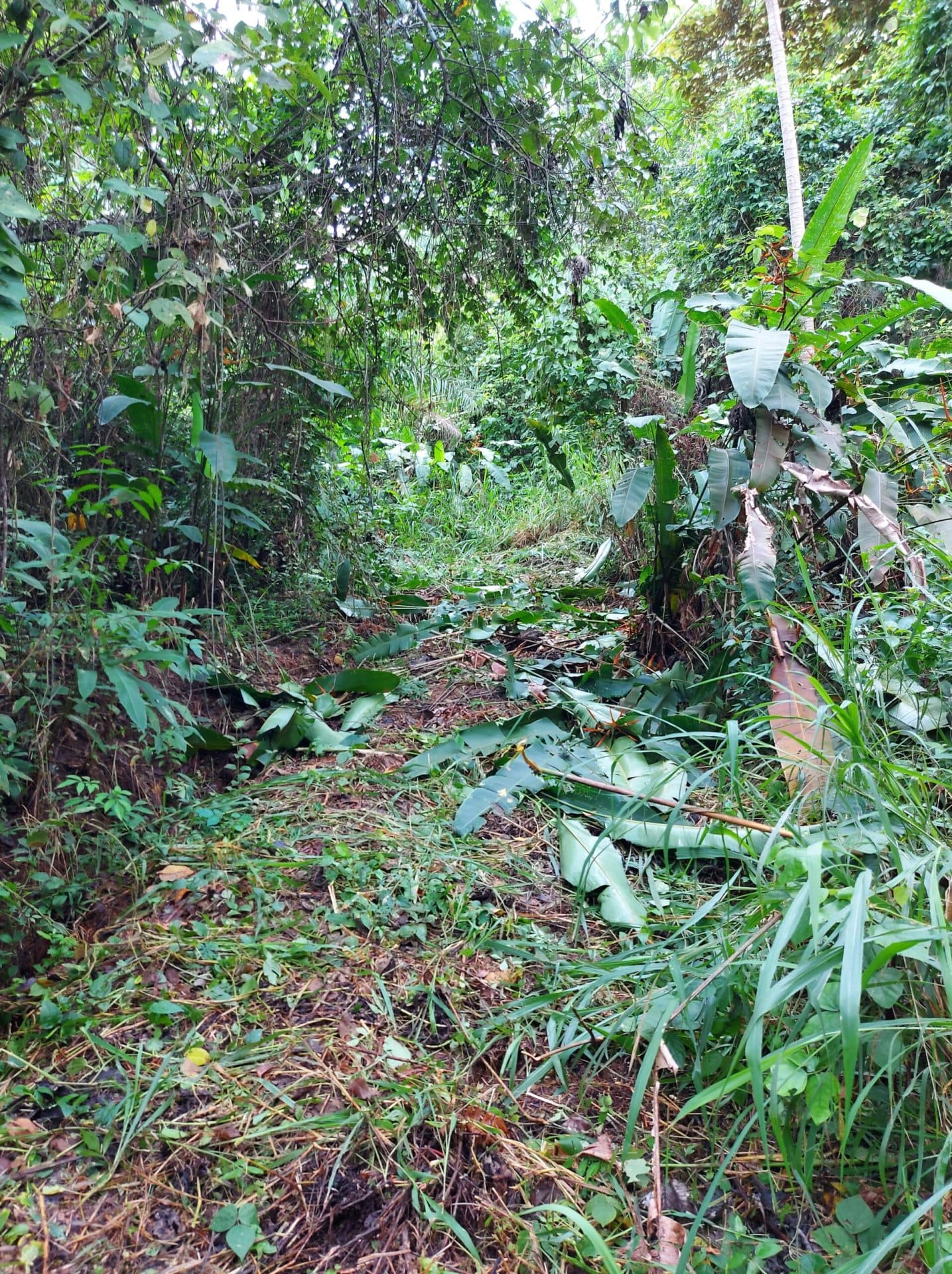 Large mountain and valley view lot, photo 2