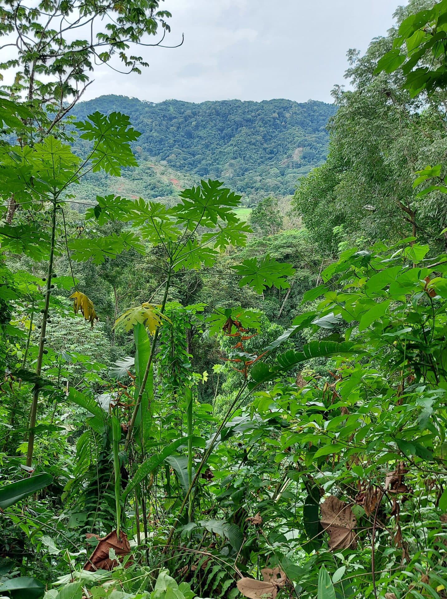 Large mountain and valley view lot, photo 4