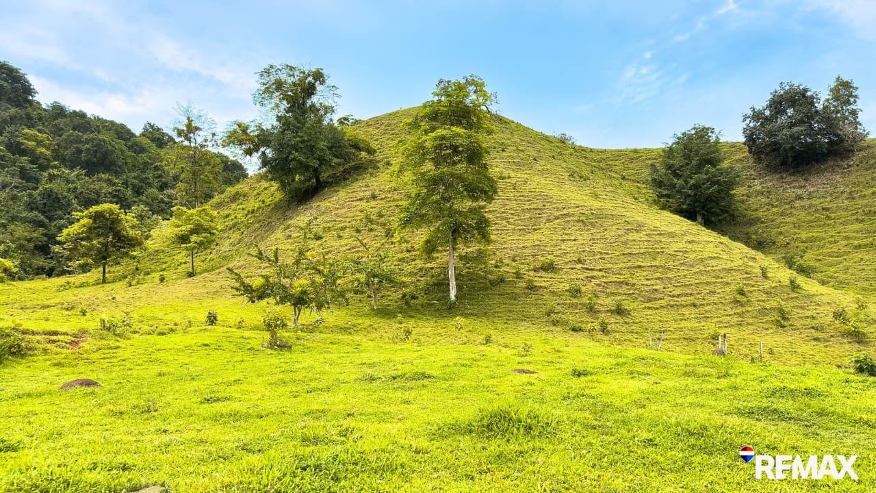 Ocean View Farmland | 80 Acres, Waterfalls, Jungle, photo 13