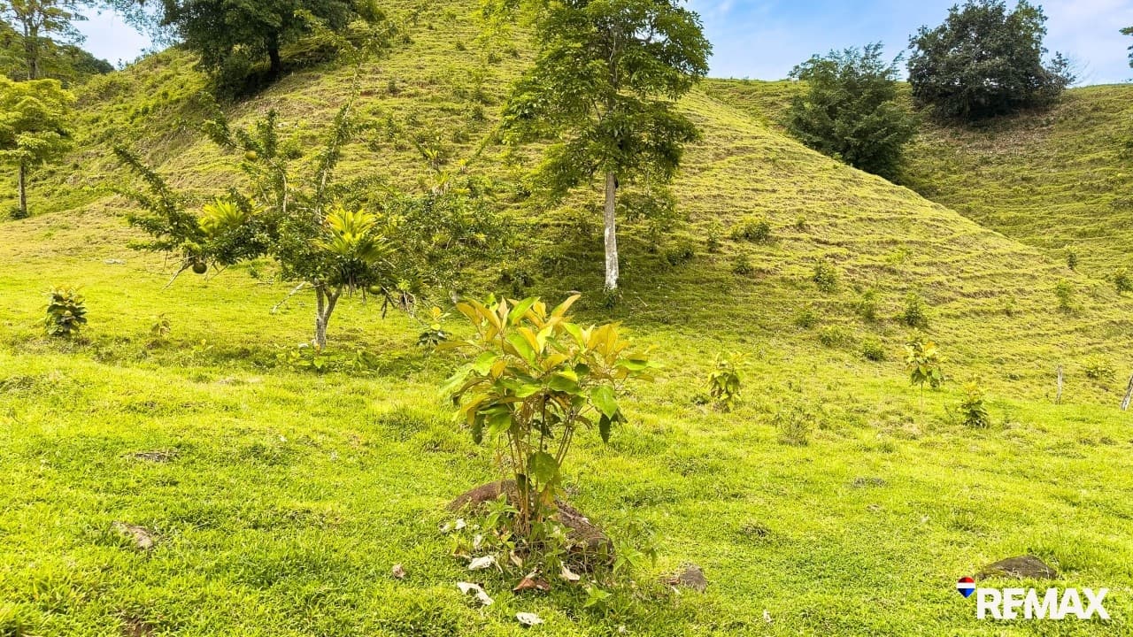 Ocean View Farmland | 80 Acres, Waterfalls, Jungle, photo 15