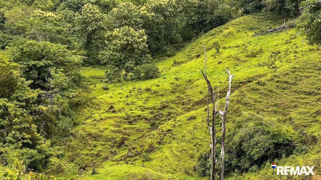 Ocean View Farmland | 80 Acres, Waterfalls, Jungle, photo 22