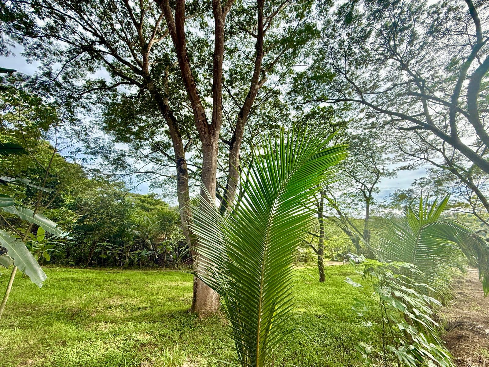 Jungle Haven Lot in Jaco, photo 6